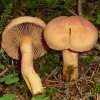 Chroogomphus rutilus, Kupferroter Gelbfuß